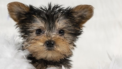 Teacup Yorkie