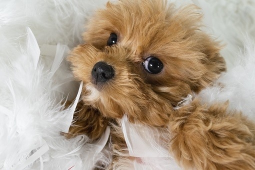 Mall with shop puppies near me