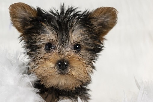 16 Best Dogs That Stay Small: Yorkie, Chihuahua, Maltese and More