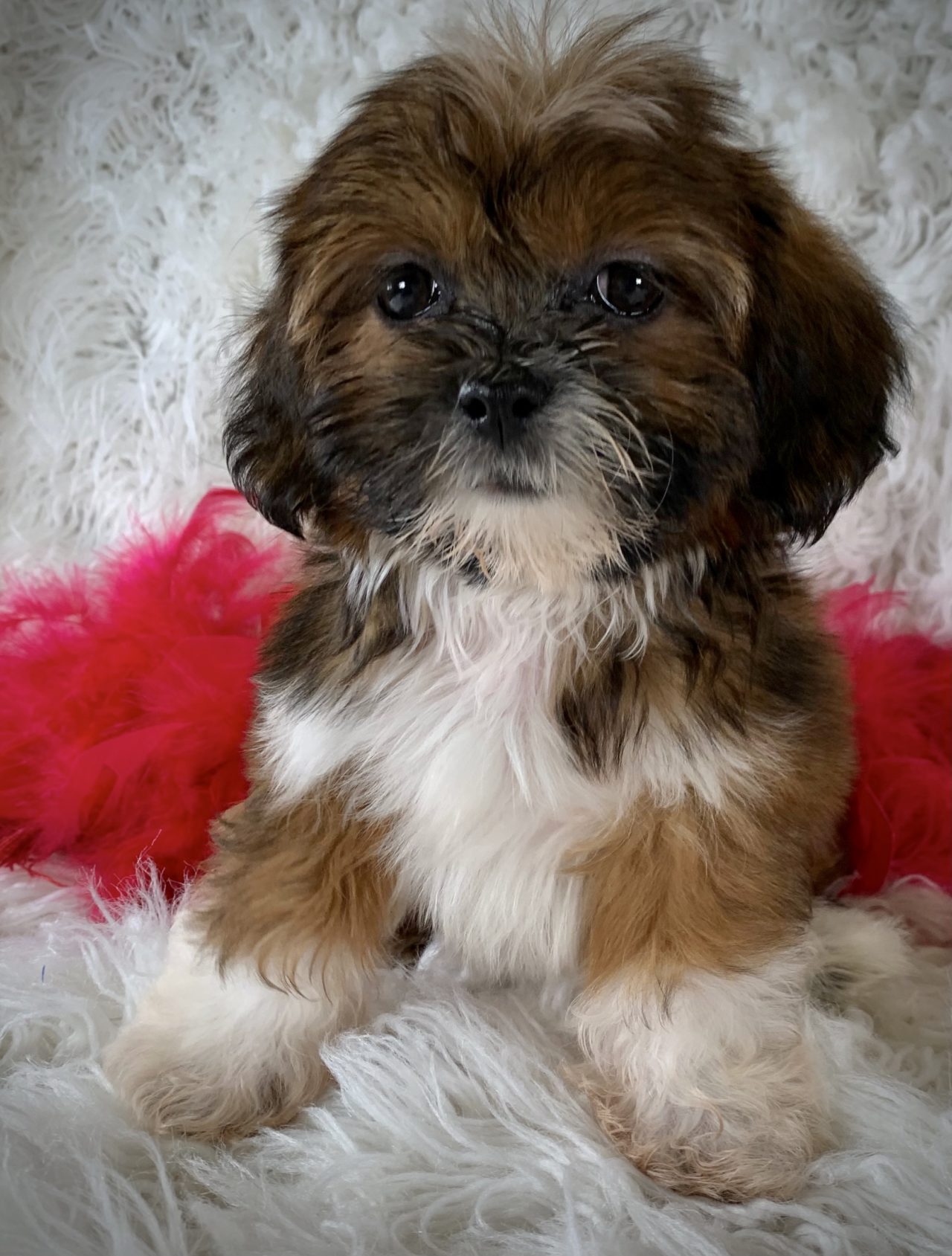 Puppies for Sale Buffalo, NY Allie's Pet Corner