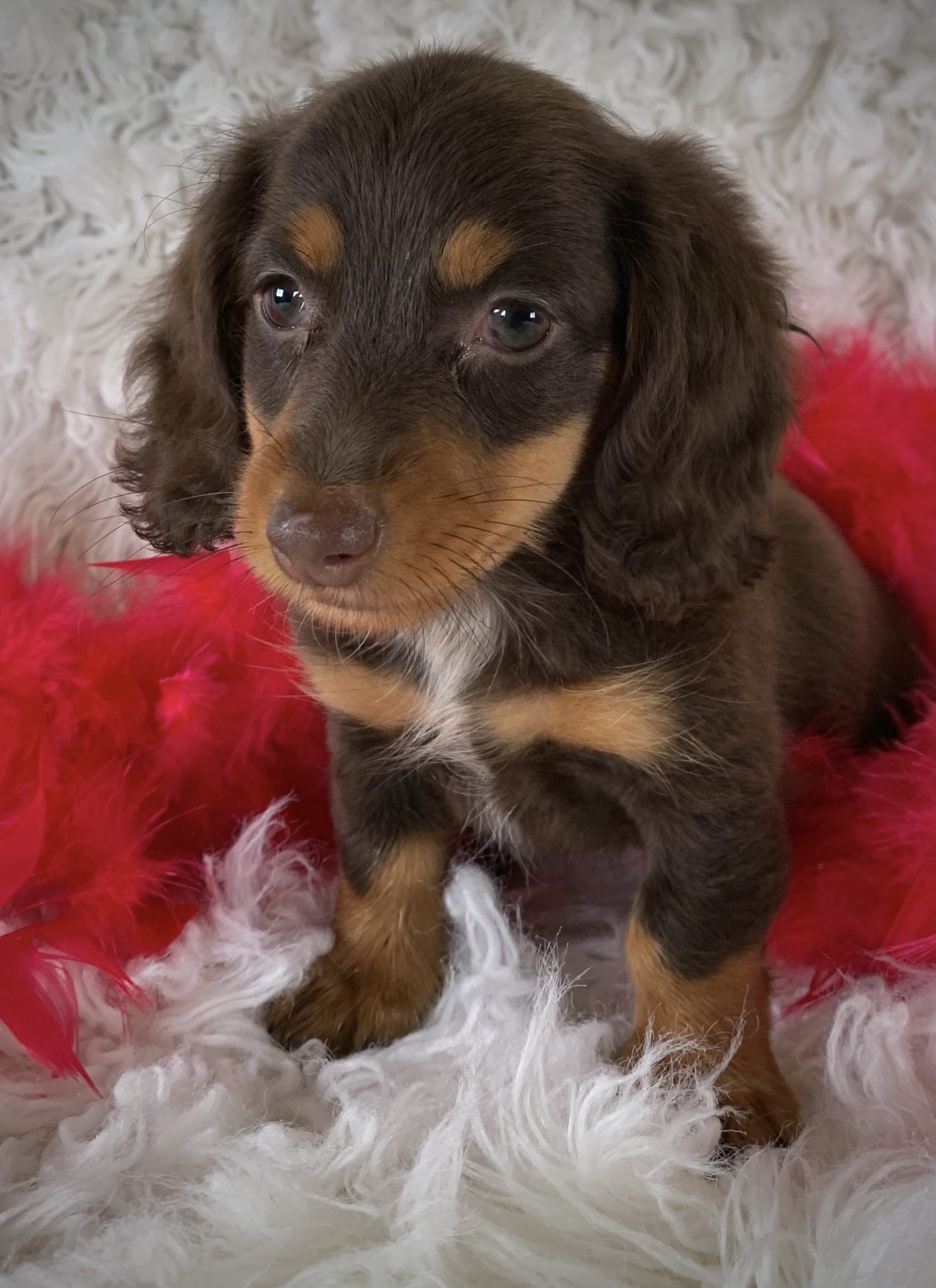 Havashire Puppies For Sale | Greenfield Puppies