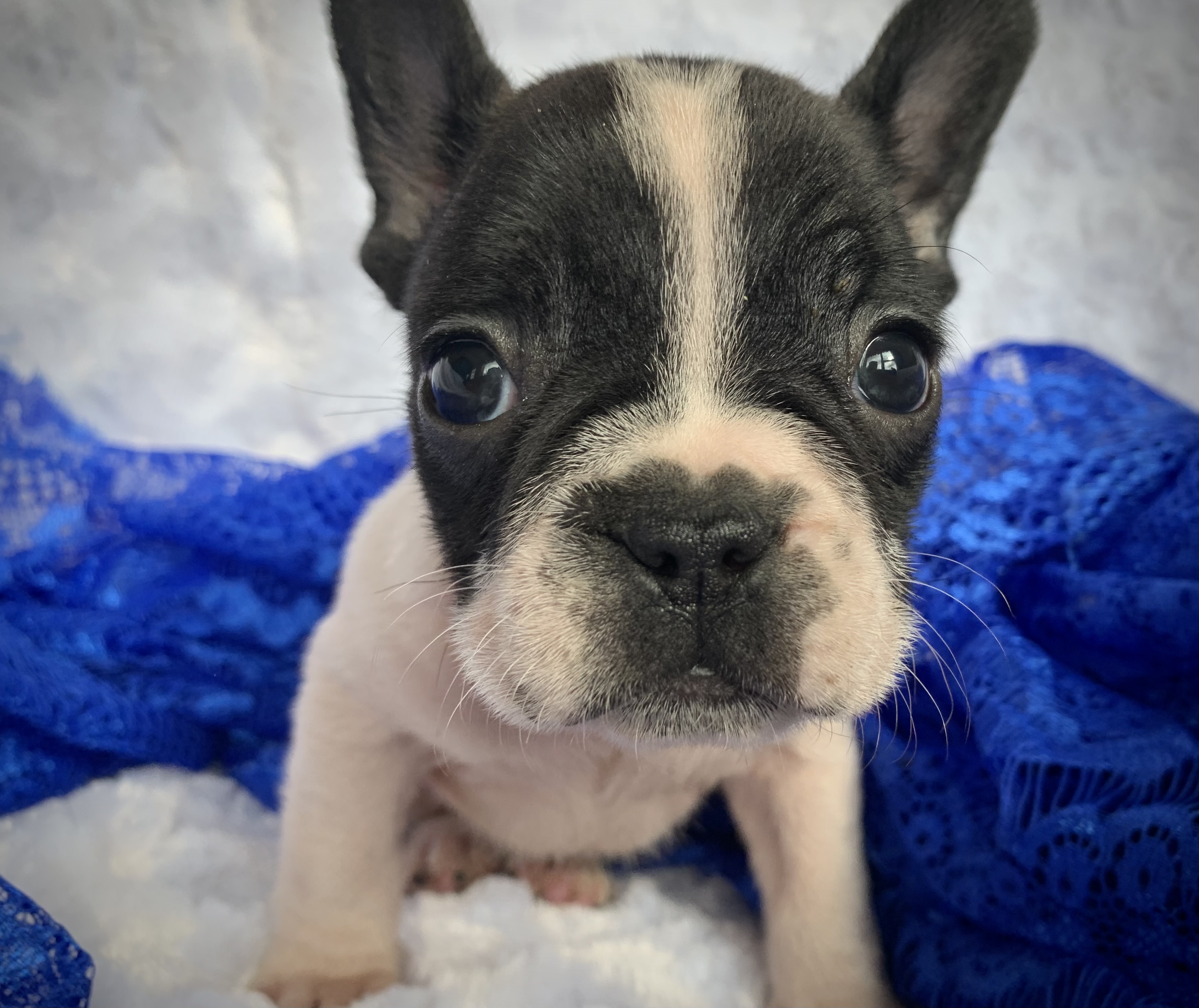 Boston terrier and french store bulldog rescue of wny