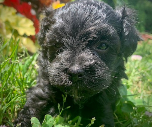 Puppies for sale store in central ny