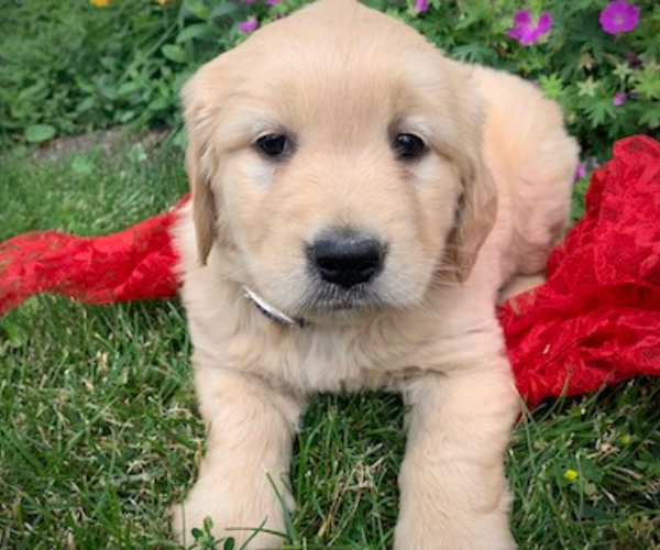 Puppies For Sale Syracuse, NY Allie's Pet Corner