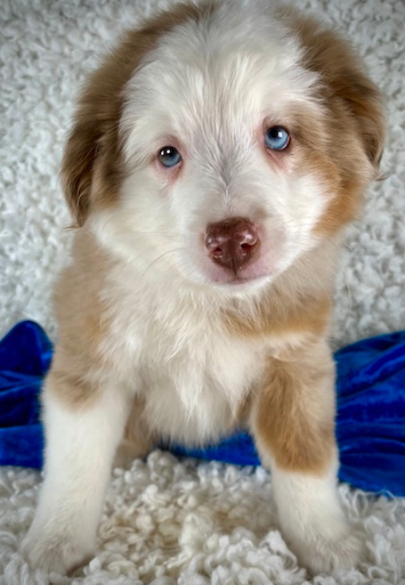 Pet stores selling puppies near outlet me