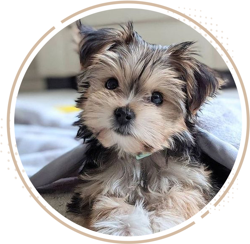 Morkie hypoallergenic best sale