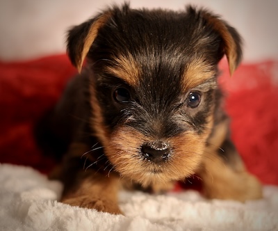 Toy breed puppies clearance for sale near me