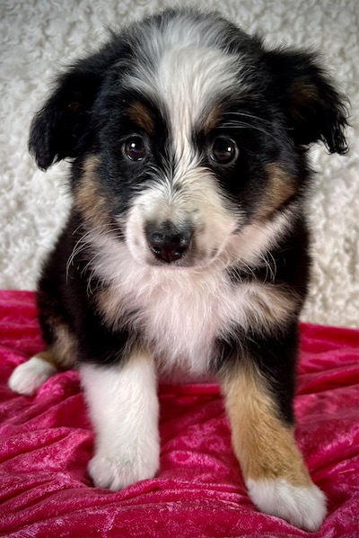 Toy aussie puppies outlet for sale $200