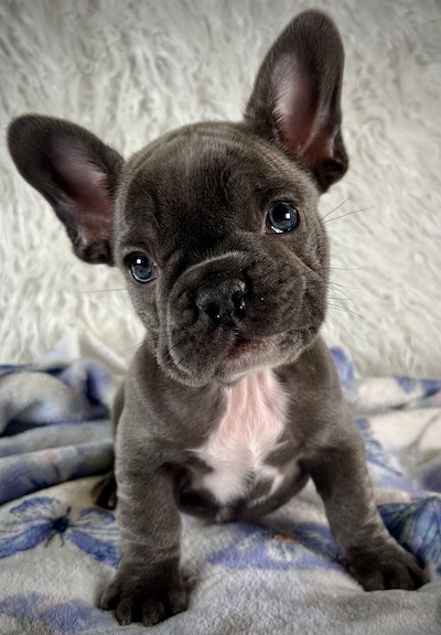 Puppies Rochester NY | Puppies For Sale | Allie's Pet Corner